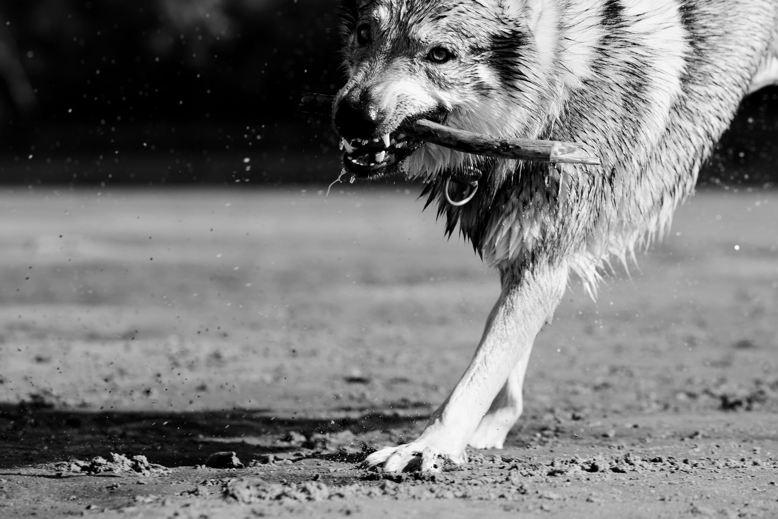 HART dog photography