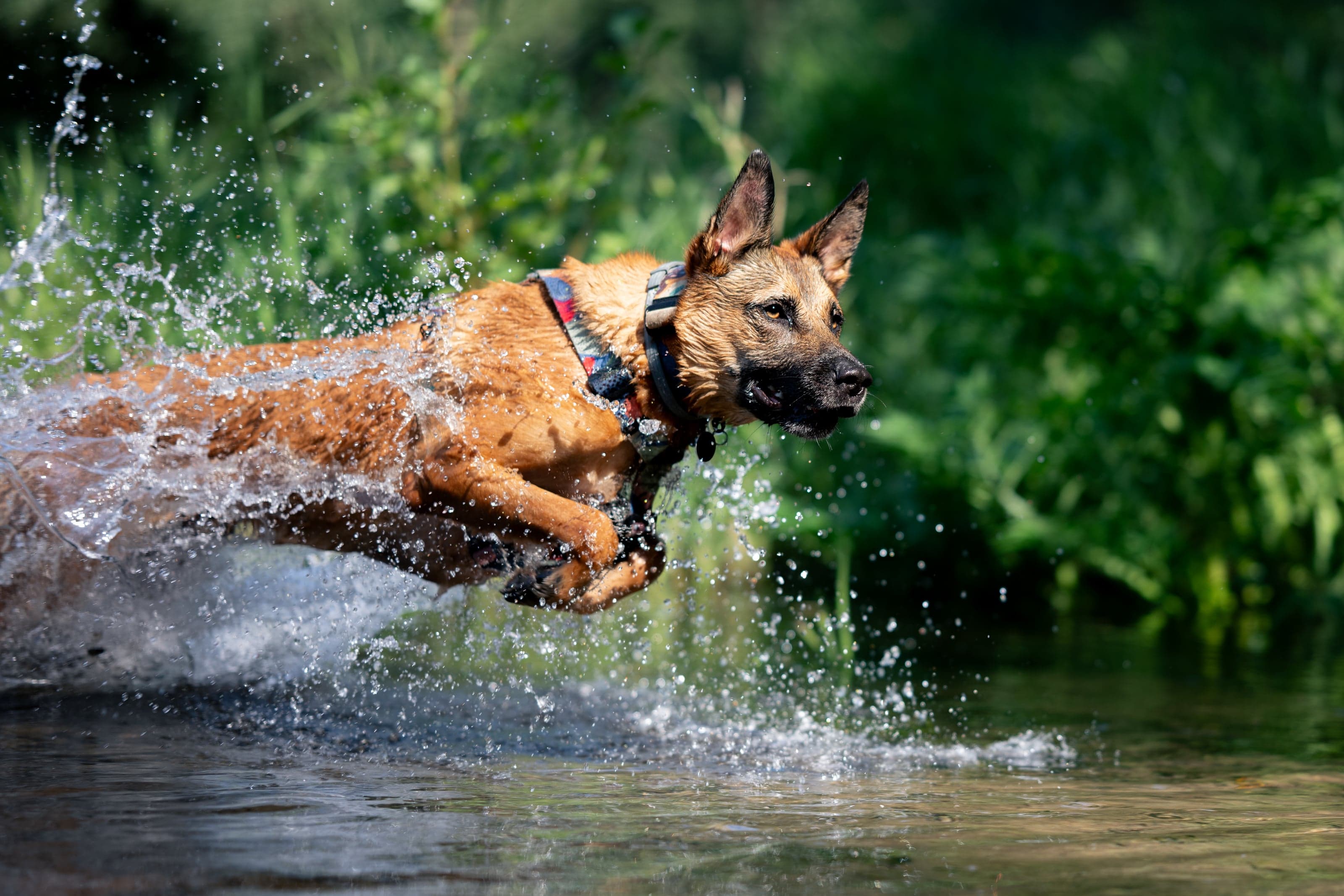 HART dog photography