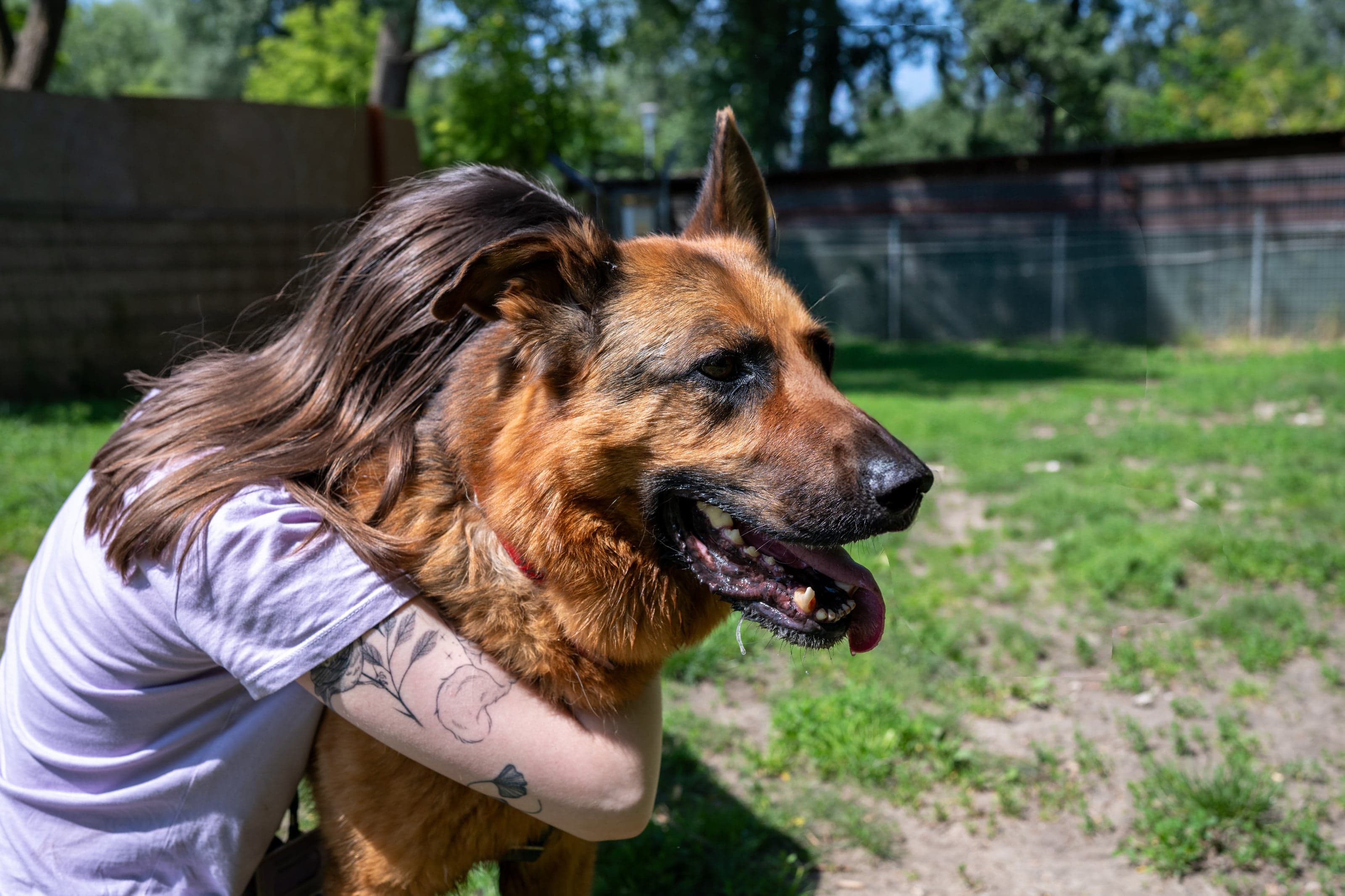 HART dog photography