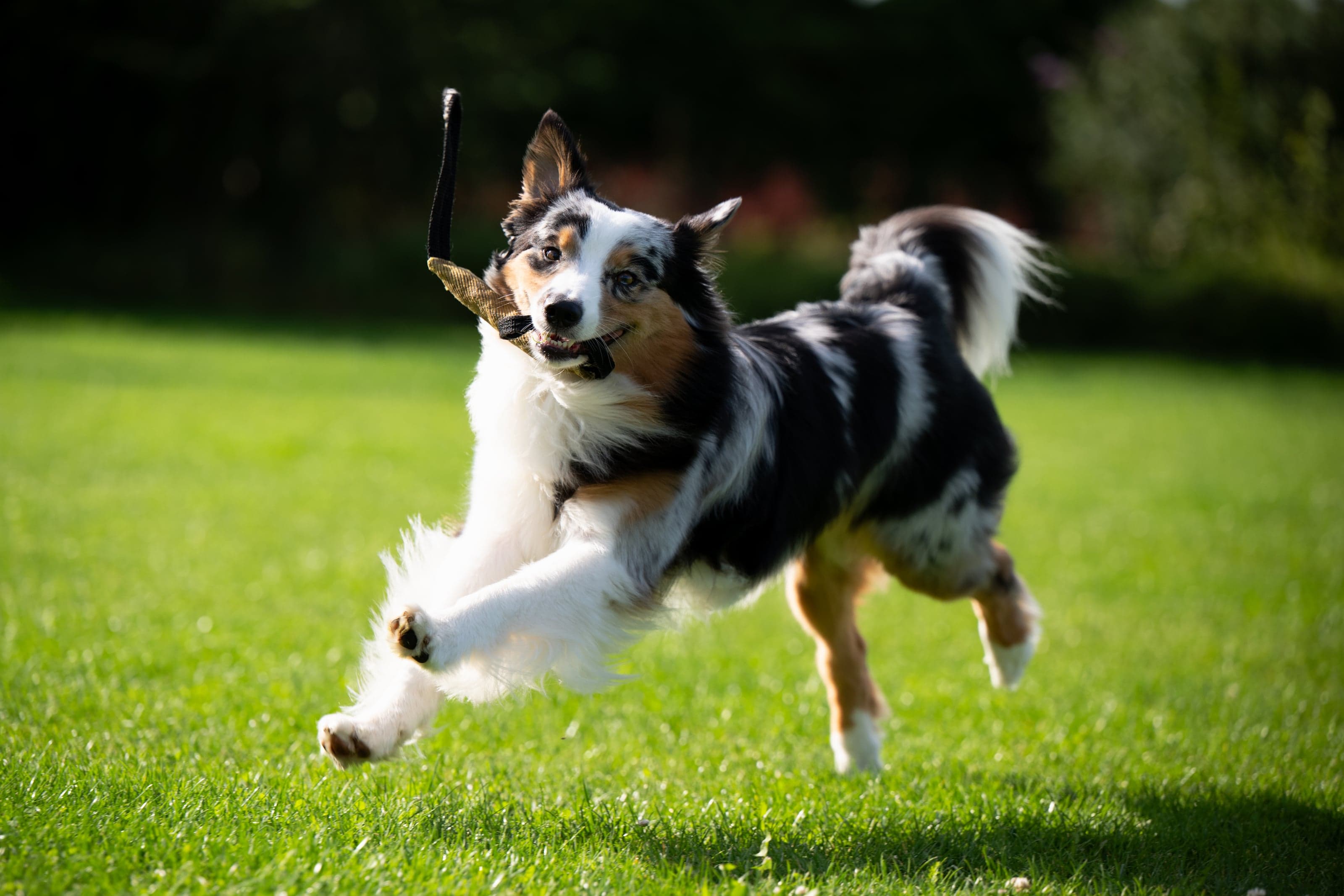 HART dog photography